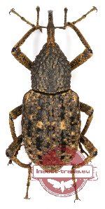 Curculionidae sp. 62A