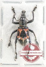 Curculionidae sp. 126