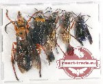Scientific lot no. 329 Hymenoptera (5 pcs A2)