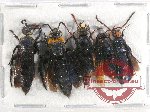 Scientific lot no. 330 Hymenoptera (5 pcs A2)