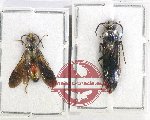Scientific lot no. 342 Hymenoptera (2 pcs)