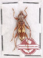 Cerambycidae sp. 92