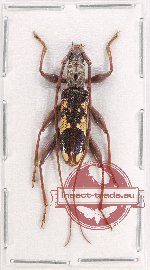 Cerambycidae sp. 90