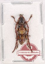 Cerambycidae sp. 91