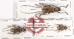Scientific lot no. 258 Cerambycidae (3 pcs)