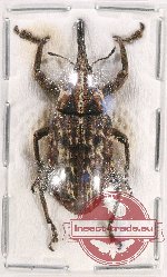 Curculionidae sp. 123 (Eurhamphus pancinii Anderson, 2019)