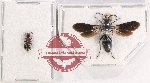 Scientific lot no. 321 Hymenoptera (2 pcs)