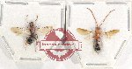 Scientific lot no. 318 Hymenoptera (Mutilidae) (2 pcs)
