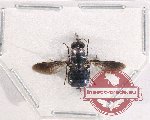 Diptera sp. 48
