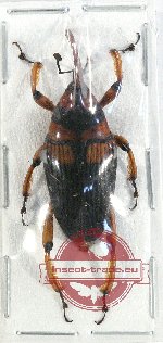 Curculionidae sp. 124