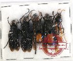 Scientific lot no. 335 Hymenoptera (5 pcs)
