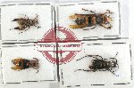 Scientific lot no. 325 Hymenoptera (4 pcs)