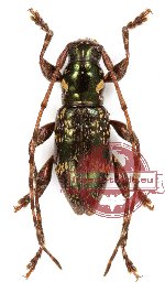 Cerambycidae sp. 36