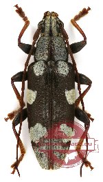 Tmesisternus lepidus Pascoe (A2)