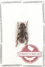 Cerambycidae sp. 95