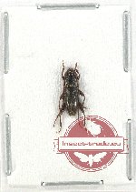 Cerambycidae sp. 94