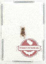 Cerambycidae sp. 96 (A2)