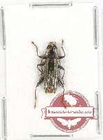 Cerambycidae sp. 93