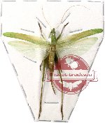 Orthoptera sp. 20 (SPREAD)