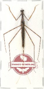 Heteroptera sp. 80