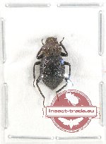 Tenebrionidae sp. 105