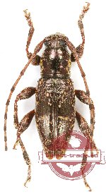 Cerambycidae sp. 81 (5 pcs A2)