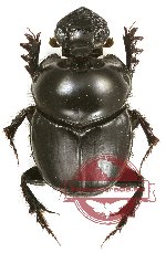 Onthophagus sp. 18