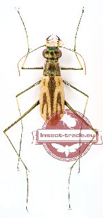 Abroscelis anchoralis (A-)