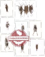 Scientific lot no. 1 Orthoptera (A, A2) (10 pcs)