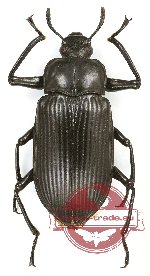 Tenebrionidae sp. 106
