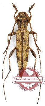 Cerambycidae sp. 88 (5 pcs A2)
