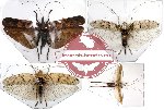 Scientific lot no. 4 Orthoptera (1 pc A2) (4 pcs)