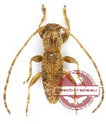 Cerambycidae sp. 97