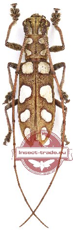 Olenecamptus affinis (A-)