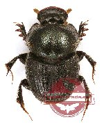 Onthophagus sp. 26