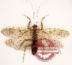 Mantidae sp. 1 (A-)
