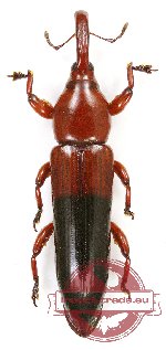 Curculionidae (Cossoninae) sp. 1