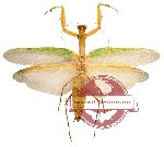 Mantidae sp. 11