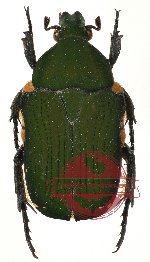 Glycyphana (Euglycyphana) lateralis (10 pcs)