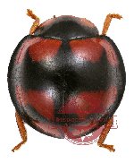 Coccinelidae sp. 1