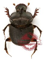 Onthophagus sp. 4