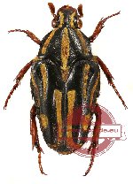 Ixorida (Mecinonota) regia ssp. siberutensis