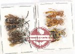 Scientific lot no. 382 Hymenoptera (7 pcs)