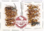 Scientific lot no. 383 Hymenoptera (10 pcs)