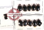 Scientific lot no. 100 Dytiscidae (13 pcs)