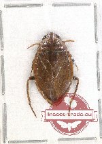 Heteroptera sp. 81