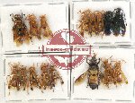 Scientific lot no. 381 Hymenoptera (16 pcs)