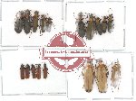 Scientific lot no. 1 Oedemeridae (18 pcs)