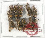 Scientific lot no. 356 Hymenoptera (10 pcs)
