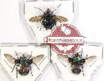 Scientific lot no. 75 Diptera (3 pcs)